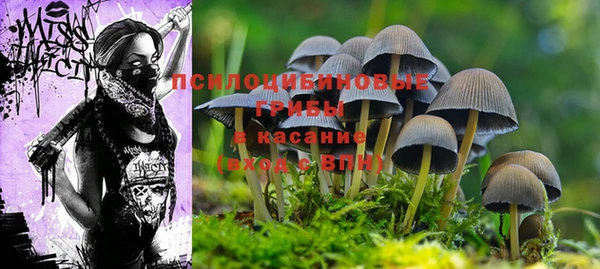 apvp Алзамай